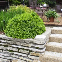 Fast Growing Trees Green Velvet Boxwood Shrub