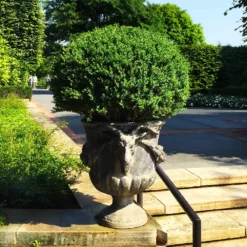 Fast Growing Trees Green Velvet Boxwood Shrub