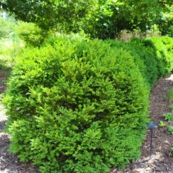 Fast Growing Trees Green Velvet Boxwood Shrub