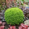 Fast Growing Trees Green Velvet Boxwood Shrub