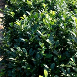 Fast Growing Trees Greenfinity Cherry Laurel Laurel Shrubs