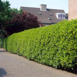 Fast Growing Trees Greenfinity Cherry Laurel Laurel Shrubs