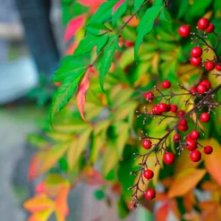 Fast Growing Trees Gulf Stream Heavenly Bamboo Nandina