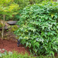 Fast Growing Trees Gulf Stream Heavenly Bamboo Nandina
