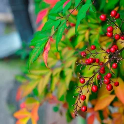 Fast Growing Trees Gulf Stream Heavenly Bamboo Nandina