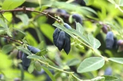 Fast Growing Trees See All Fruit Trees Honeyberry - Blue Moon™