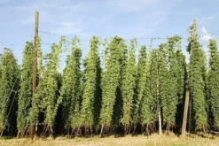 Fast Growing Trees See All Shrubs & Hedges Centennial Hops Plant 9 Fast Growing Trees See All Shrubs & Hedges Centennial Hops Plant