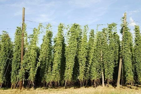 Fast Growing Trees See All Shrubs & Hedges Centennial Hops Plant 5 Fast Growing Trees See All Shrubs & Hedges Centennial Hops Plant