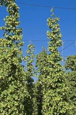 Fast Growing Trees See All Shrubs & Hedges Cascade Hops Plant