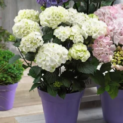 Fast Growing Trees Onyx™ Zebra Hydrangea Hydrangea Shrubs 9 Fast Growing Trees Onyx™ Zebra Hydrangea Hydrangea Shrubs