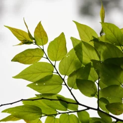 Fast Growing Trees Hackberry Tree