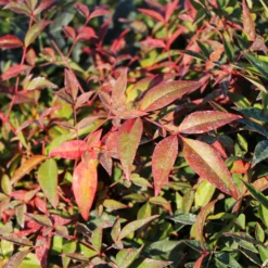 Fast Growing Trees Harbour Dwarf Nandina Shrub