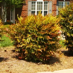 Fast Growing Trees Harbour Dwarf Nandina Shrub