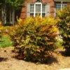 Fast Growing Trees Harbour Dwarf Nandina Shrub 2 Fast Growing Trees Harbour Dwarf Nandina Shrub