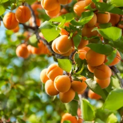 Fast Growing Trees Harcot Apricot Tree
