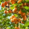 Fast Growing Trees Harcot Apricot Tree