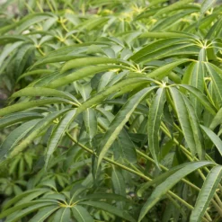 Fast Growing Trees See All House & Patio Winged Phoenix™ Hardy Schefflera