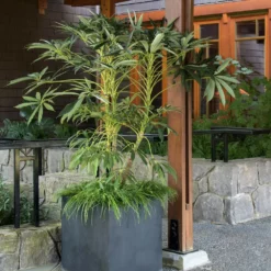 Fast Growing Trees See All House & Patio Winged Phoenix™ Hardy Schefflera