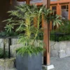Fast Growing Trees See All House & Patio Winged Phoenix™ Hardy Schefflera