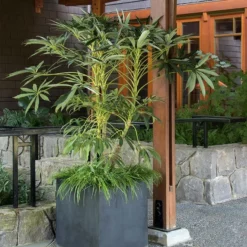 Fast Growing Trees See All House & Patio Winged Phoenix™ Hardy Schefflera