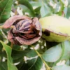 Fast Growing Trees Nut Trees Hardy Pecan