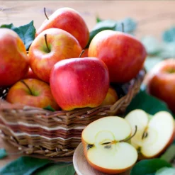 Fast Growing Trees Fuji & Haralson Twisted Apple Tree