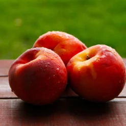 Fast Growing Trees Harko Nectarine Tree 8 Fast Growing Trees Harko Nectarine Tree