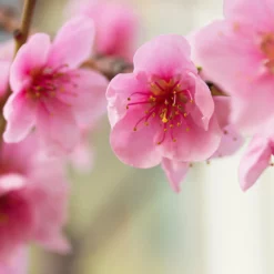 Fast Growing Trees Harko Nectarine Tree 9 Fast Growing Trees Harko Nectarine Tree