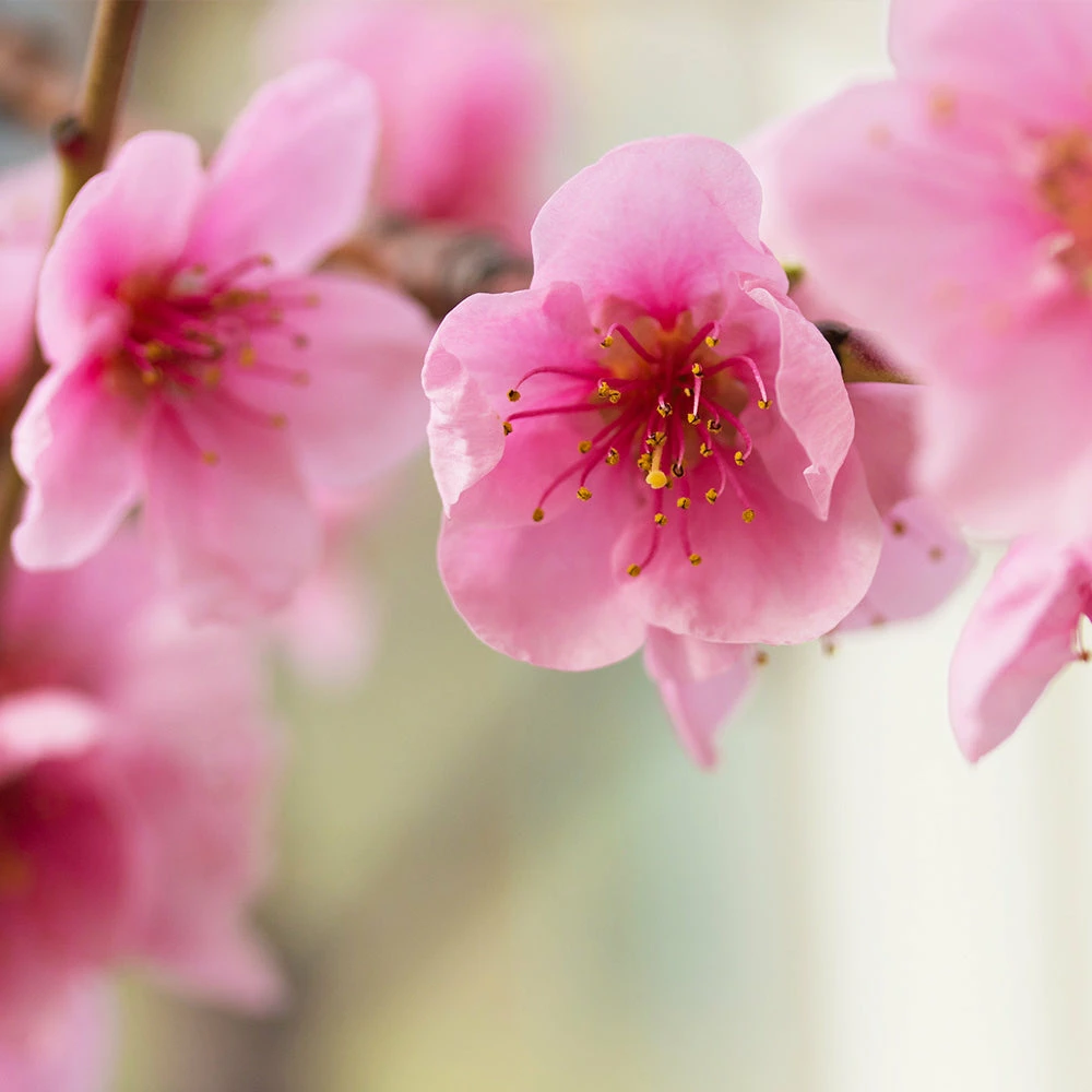 Fast Growing Trees Harko Nectarine Tree 6 Fast Growing Trees Harko Nectarine Tree