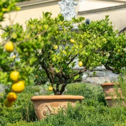 Fast Growing Trees Harvey Lemon Tree