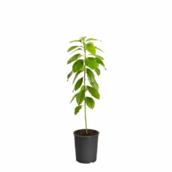 Fast Growing Trees Hass Avocado Tree 13 Fast Growing Trees Hass Avocado Tree