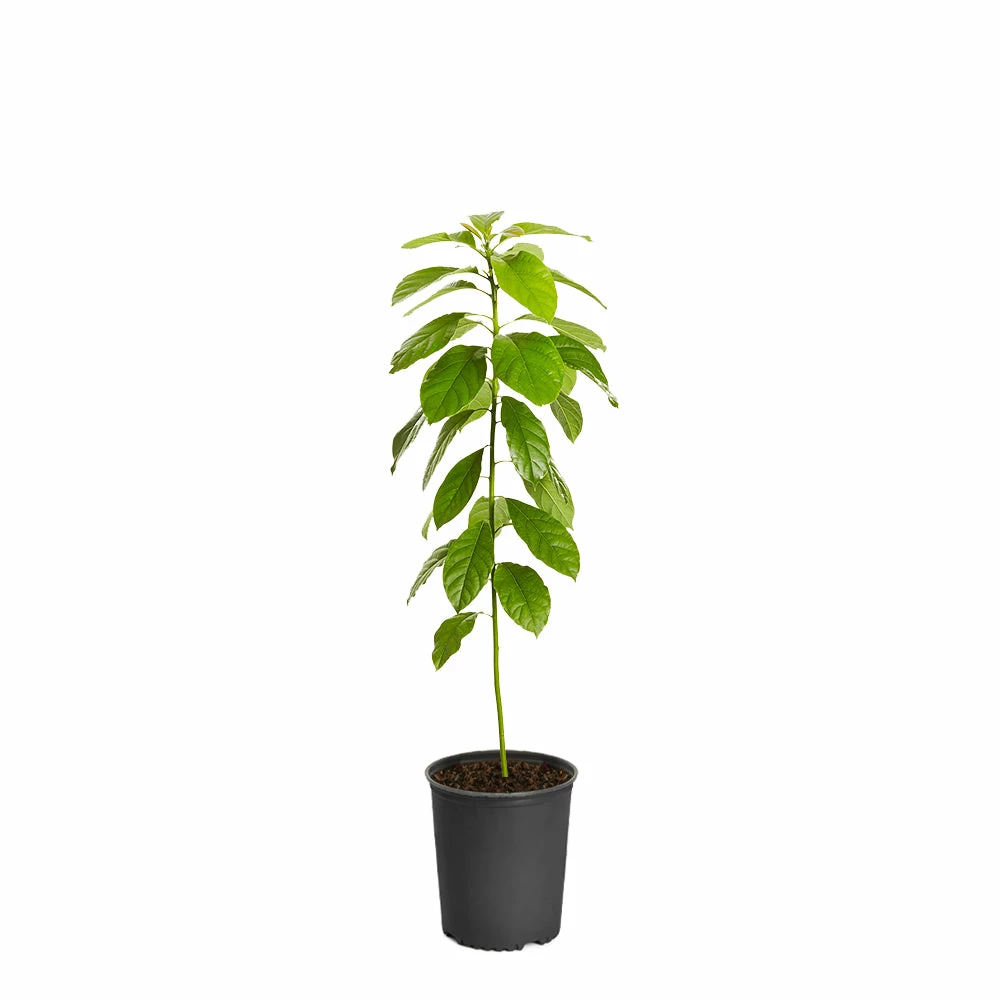 Fast Growing Trees Hass Avocado Tree 6 Fast Growing Trees Hass Avocado Tree