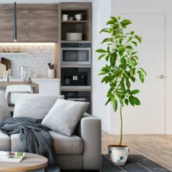 Fast Growing Trees Avocado Trees Smoothie Kit 15 Fast Growing Trees Avocado Trees Smoothie Kit