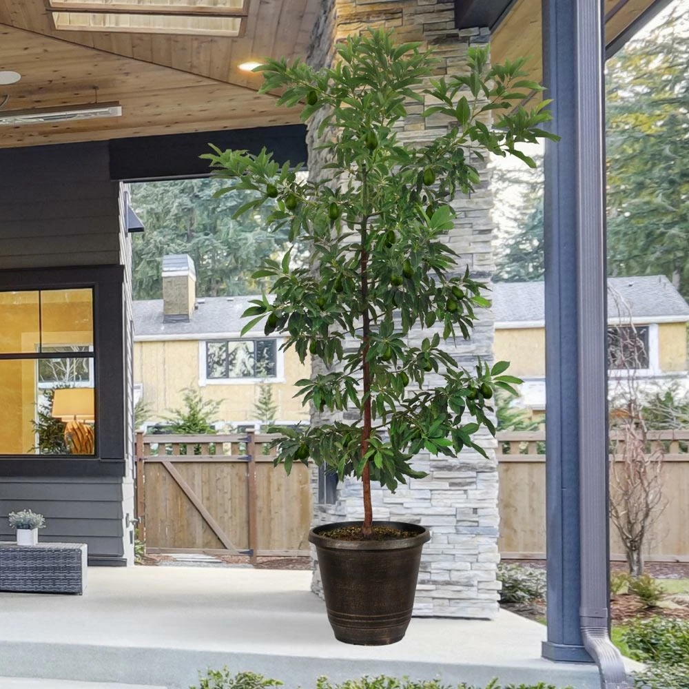 Fast Growing Trees Hass Avocado Tree 4 Fast Growing Trees Hass Avocado Tree