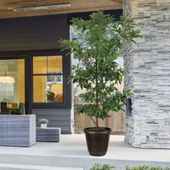 Fast Growing Trees Hass Avocado Tree