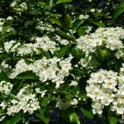Fast Growing Trees Crusader® Hawthorn