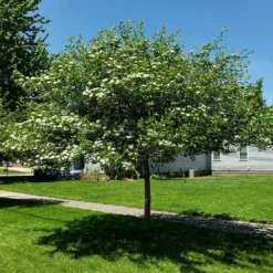 Fast Growing Trees Crusader® Hawthorn