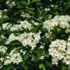 Fast Growing Trees Crusader® Hawthorn