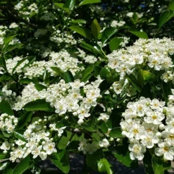 Fast Growing Trees Crusader® Hawthorn