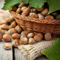 Fast Growing Trees Nut Trees Hazelnut Pollinator Pack