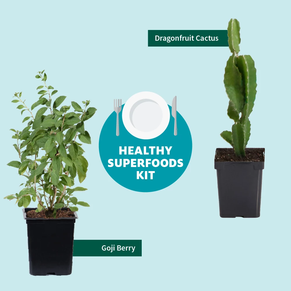 Fast Growing Trees Goji Berry See All Fruit Trees 8 Fast Growing Trees Goji Berry See All Fruit Trees