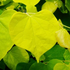 Fast Growing Trees Hearts Of Gold Redbud Tree