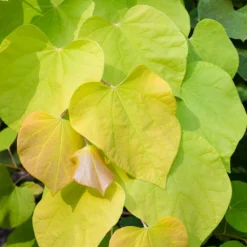 Fast Growing Trees Hearts Of Gold Redbud Tree