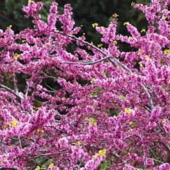 Fast Growing Trees Hearts Of Gold Redbud Tree