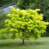 Fast Growing Trees Hearts Of Gold Redbud Tree