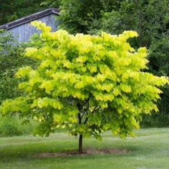 Fast Growing Trees Hearts Of Gold Redbud Tree