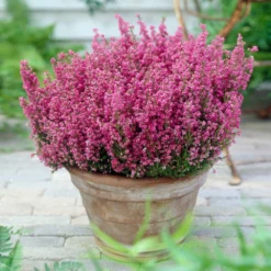 Fast Growing Trees Plants For Sandy Soil Springwood Pink Winter Heath