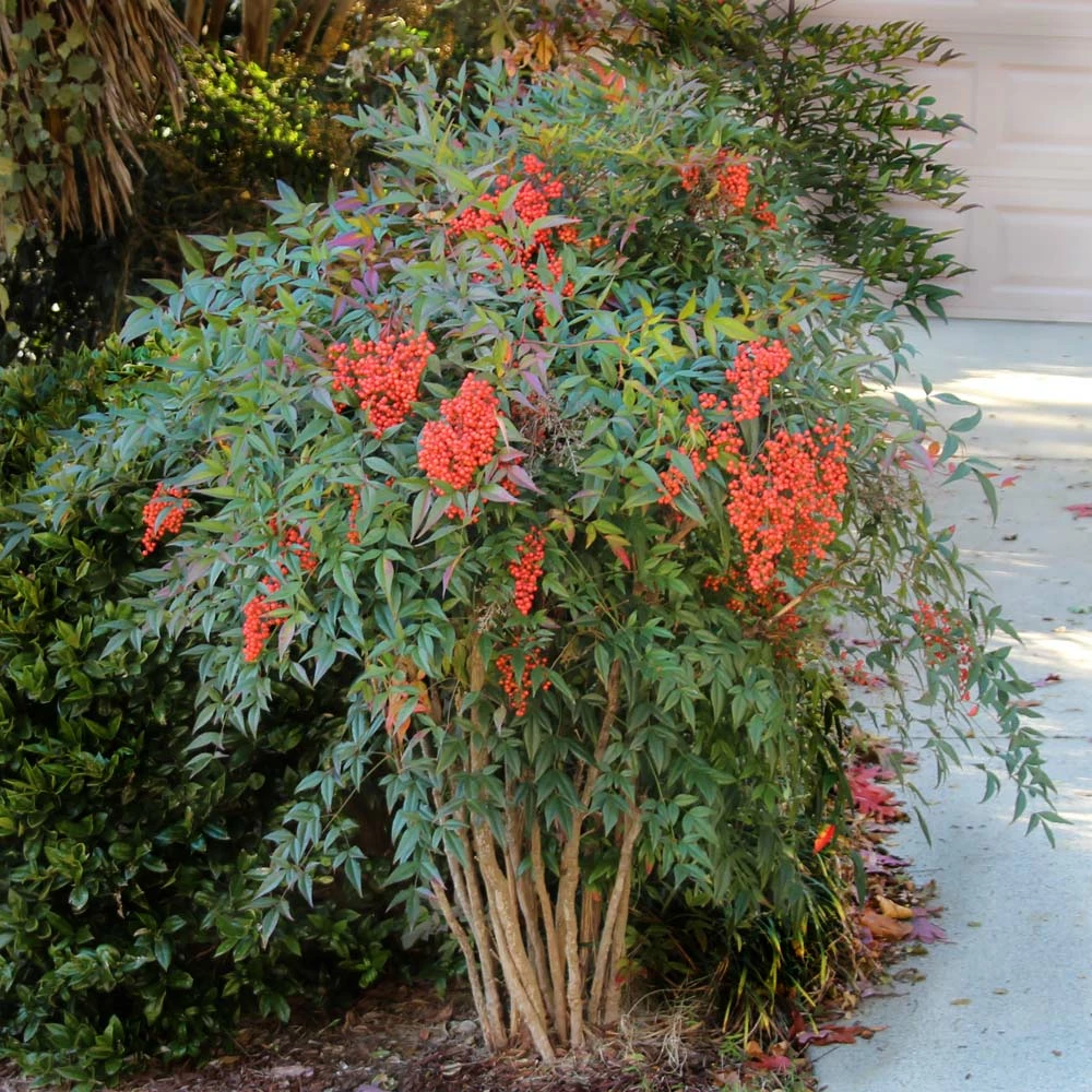 Fast Growing Trees Heavenly Bamboo Nandina Shrub 4 Fast Growing Trees Heavenly Bamboo Nandina Shrub