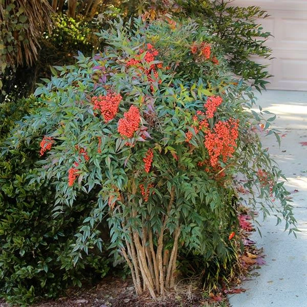 Fast Growing Trees Heavenly Bamboo Nandina Shrub 3 Fast Growing Trees Heavenly Bamboo Nandina Shrub