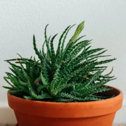 Fast Growing Trees Hedgehog Aloe Plant See All House & Patio